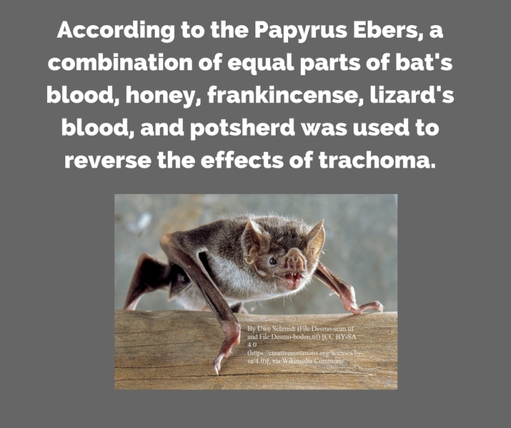 According to the Papyrus Ebers, a combination of equal parts of bat's blood, honey, frankincense, lizard's%2