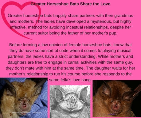 Sharing the LoveMost of the world_s bats species are polygamous by nature, and at least some of the sp