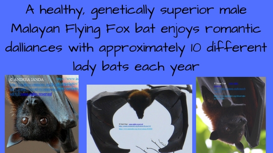 A healthy, genetically superior male Malayan Flying Fox bats enjoys romantic dalliances with approximately 10%